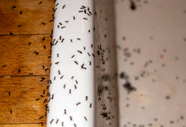 Best Insect Control  in Leonardo, NJ
